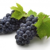 Prednosti i štete grožđa za ljudski organizam